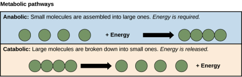 Anabolic pathway: small molecules are assembled into larger ones. Energy is typically required.

Catabolic pathway: large molecules are broken down into small ones. Energy is typically released.