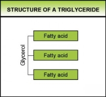 https://antranik.org/wp-content/uploads/2012/03/triglyceride-fatty-acid-three-attached-to-glycerol-300x276.jpg