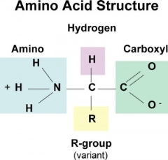 https://antranik.org/wp-content/uploads/2012/03/amino-acid-structure-carboxyl-group-deamination-300x286.jpg