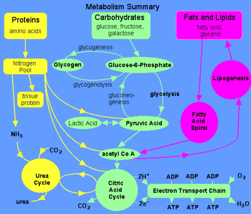 https://antranik.org/wp-content/uploads/2012/03/catabolism-of-proteins-and-fats-and-sugars.gif