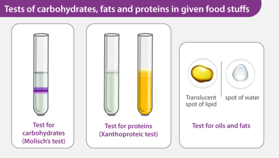 Tests of Carbohydrates, Fats and Proteins in Given Food Stuffs