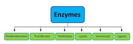 Types of Enzymes