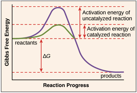 Reaction coordinate diagram showing the course of a reaction with and without a catalyst. With the catalyst, the activation energy is lower than without. However, the catalyst does not change the ∆G for the reaction.