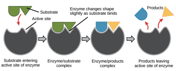 Illustration of the induced fit model of enzyme catalysis. As a substrate binds to the active site, the active site changes shape a little, grasping the substrate more tightly and preparing to catalyze the reaction. After the reaction takes place, the products are released from the active site and diffuse away.