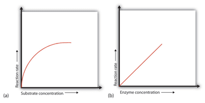 Substrate Enzyme Concentration