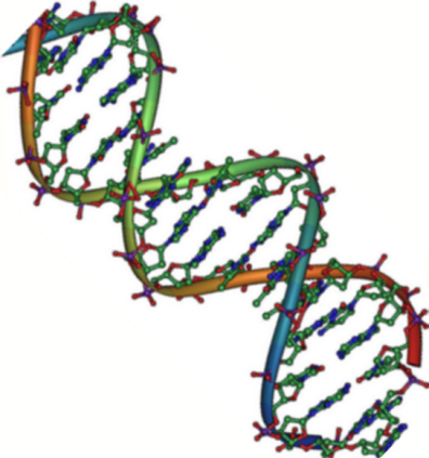 Structural model of a DNA double helix.