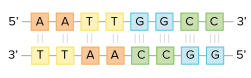 5'-AATTGGCC-3'
3'-TTAACCGG-5'

These two strands are complementary, with each base in one sticking to its partner on the other. The A-T pairs are connected by two hydrogen bonds, while the G-C pairs are connected by three hydrogen bonds.