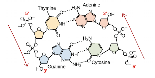Hydrogen bonding between complementary bases holds DNA strands together in a double helix of antiparallel strands. Thymine forms two hydrogen bonds with adenine, and guanine forms three hydrogen bonds with cytosine.
