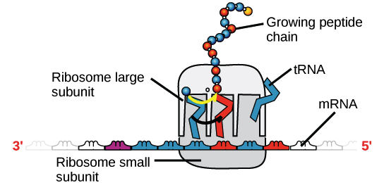 Image of a ribosome (made of proteins and rRNA) bound to an mRNA, with tRNAs bringing amino acids to be added to the growing chain. The tRNA that binds, and thus the amino acid that's added, at a given moment is determined  by the sequence of the mRNA that is being "read" at that time.
