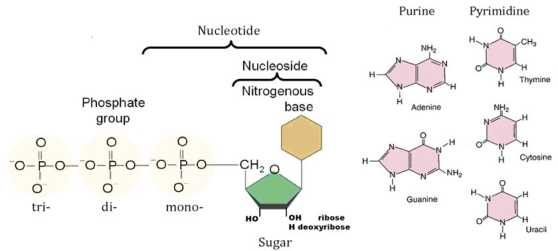 Nucleic Acids- Nucleosides and Nucleotides