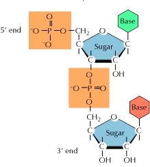 https://study.com/cimages/multimages/16/polynucleotide.jpg
