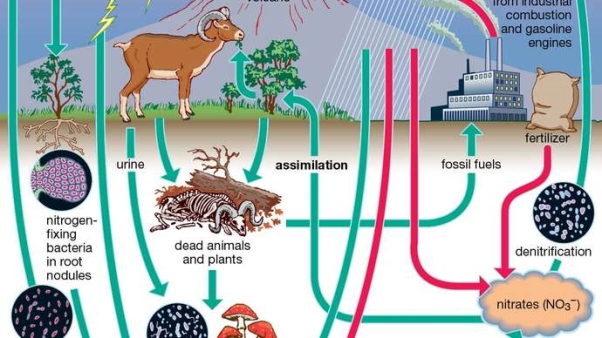 nitrogen cycle