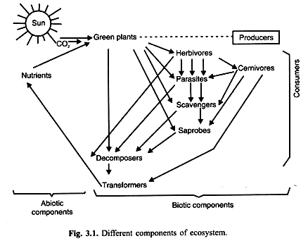 Different components of ecosystem