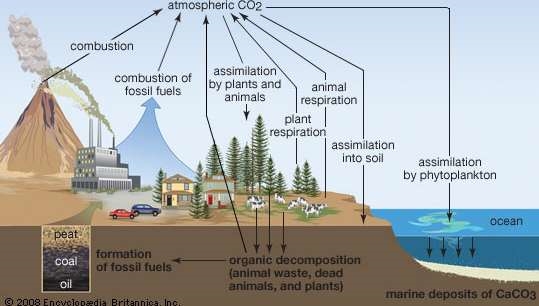 carbon cycle