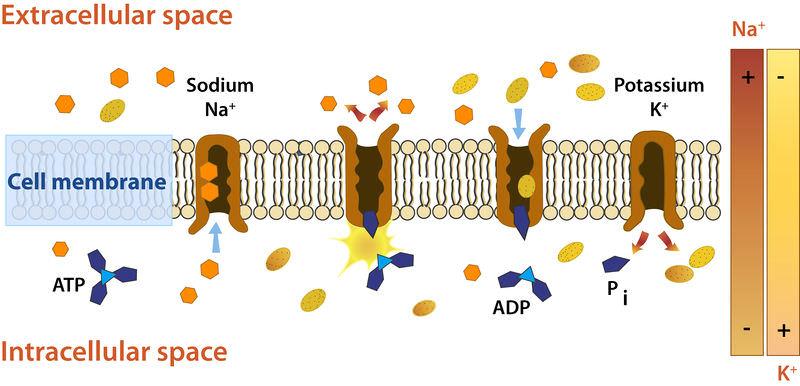 How a sodium-potassium pump work