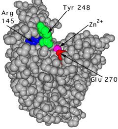 http://www.chemistry.wustl.edu/~edudev/LabTutorials/Carboxypeptidase/images/cpep.jpg