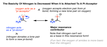 nitrogen is strong pi donor and basicity is decreased adjacent to a carbonyl due to pi bond formation