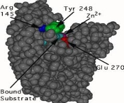 http://www.chemistry.wustl.edu/~edudev/LabTutorials/Carboxypeptidase/images/cpepsubst.jpg