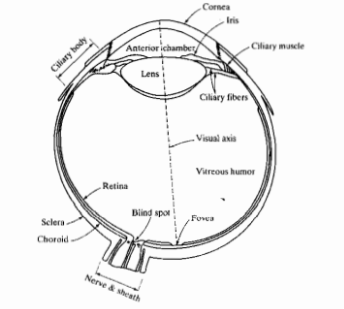 Structure of human eye.png