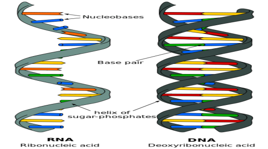 RNA has one strand while DNA has two.