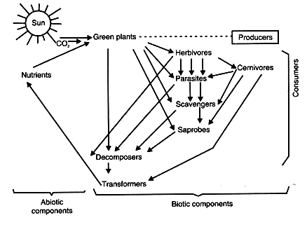 Different components of ecosystem