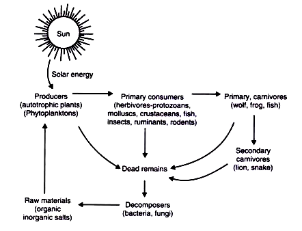 Flow of Energy at different Levels of Ecosystem