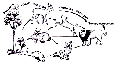Food Web in an Ecosystem