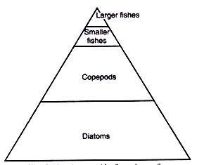 A Pyramid of Number of a Lake Ecosystem