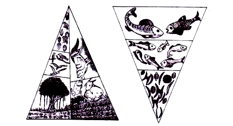 (a)Fig 3.12 A & B. Up-Right Pyramids of Numbers in a Grassland and Cultivated Field  (b) Pyramid Of Numbers (Inverted) of Diseased Tree (Parasitic Ecosystem)