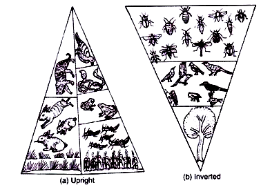 (a) A Grassland Ecosystem Showing Upright-Triangular (b) Inverted Pyramid of Biomass of an Aquatic Ecosystem