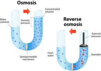 Osmosis and reverse osmosis Royalty Free Vector Image