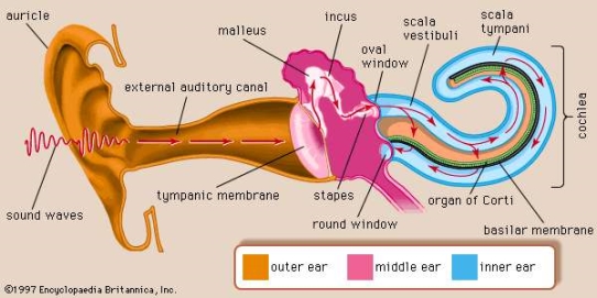 The mechanism of hearing. Sound waves enter the outer ear and travel through the external auditory canal until they reach the tympanic membrane, causing the membrane and the attached chain of auditory ossicles to vibrate. The motion of the stapes against the oval window sets up waves in the fluids of the cochlea, causing the basilar membrane to vibrate. This stimulates the sensory cells of the organ of Corti, atop the basilar membrane, to send nerve impulses to the brain.