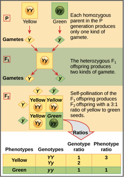 This illustration shows a monohybrid cross. In the P generation, one parent has a dominant yellow phenotype and the genotype YY, and the other parent has the recessive green phenotype and the genotype yy. Each parent produces one kind of gamete, resulting in an F_{1} generation with a dominant yellow phenotype and the genotype Yy. Self-pollination of the F_{1} generation results in an F_{2} generation with a 3 to 1 ratio of yellow to green peas. One out of three of the yellow pea plants has a dominant genotype of YY, and 2 out of 3 has the heterozygous genotype Yy. The homozygous recessive plant has the green phenotype and the genotype yy.