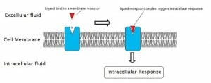 The External Reactions and the Internal Reactions