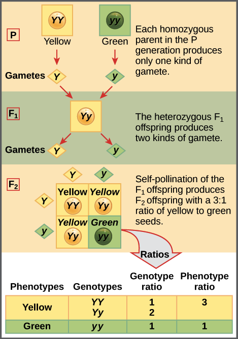 This illustration shows a monohybrid cross. In the P generation, one parent has a dominant yellow phenotype and the genotype YY, and the other parent has the recessive green phenotype and the genotype yy. Each parent produces one kind of gamete, resulting in an F_{1} generation with a dominant yellow phenotype and the genotype Yy. Self-pollination of the F_{1} generation results in an F_{2} generation with a 3 to 1 ratio of yellow to green peas. One out of three of the yellow pea plants has a dominant genotype of YY, and 2 out of 3 has the heterozygous genotype Yy. The homozygous recessive plant has the green phenotype and the genotype yy.