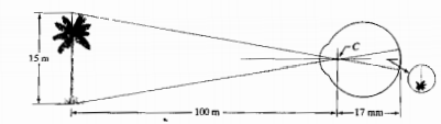 image formation in the eye.png