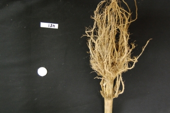 Maize root system