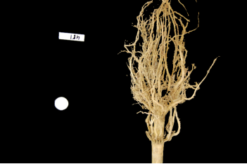 Masked root system