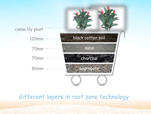 sand
charcoal
aggregate
Your
title
black cotton soil120mm
70mm
70mm
80mm
canna lily plant
different layers in root zone te...